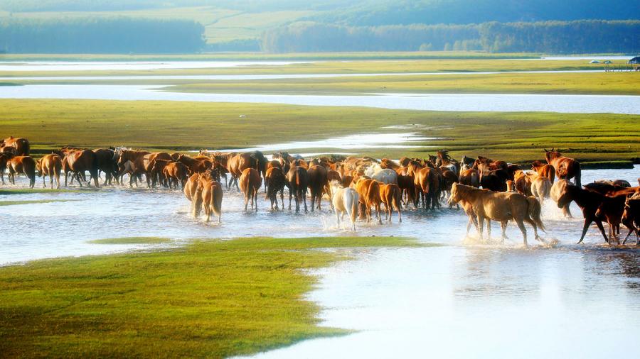 仲夏，來呼倫貝爾清涼一夏
