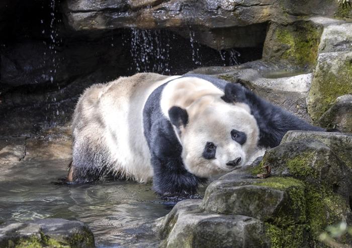大熊貓享受春日暖陽