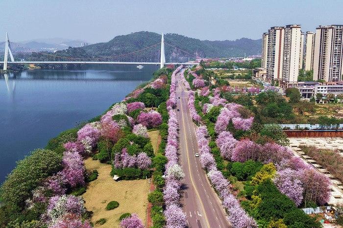 廣西柳州洋紫荊花繪就春日浪漫畫卷