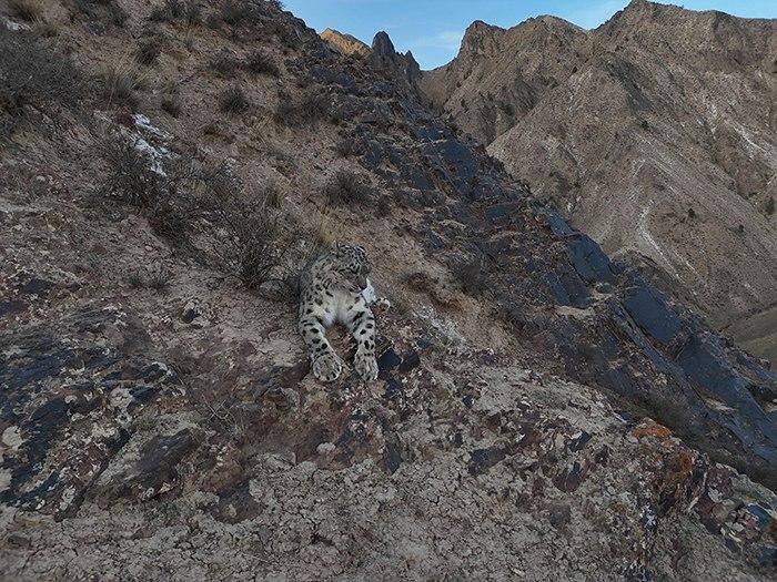 無(wú)人機(jī)記錄雪豹休憩影像