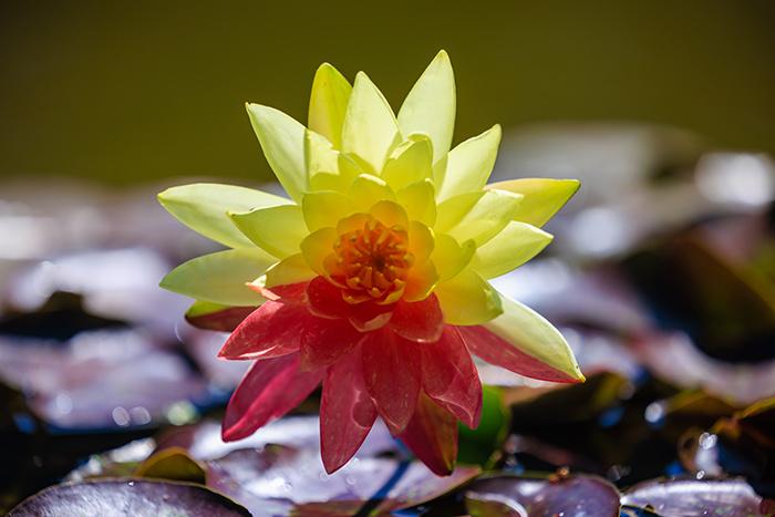 昆明大觀樓雙色睡蓮“萬維莎”綻放