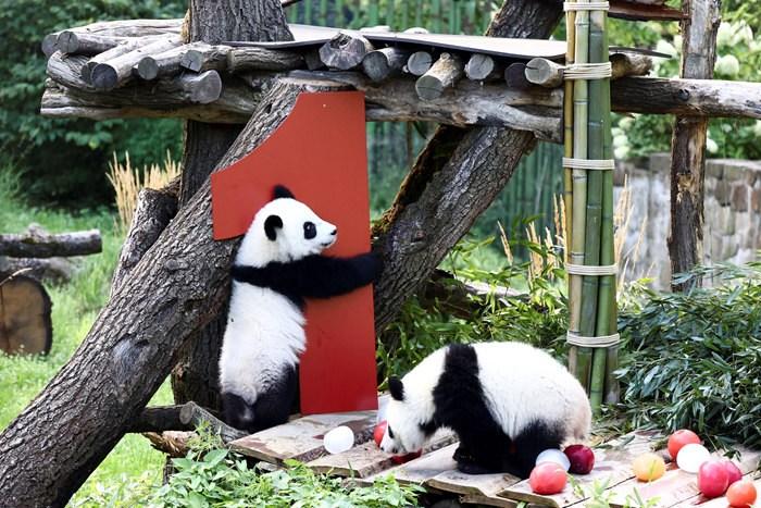 雙胞胎大熊貓“夢(mèng)好”“夢(mèng)甜”迎一周歲生日