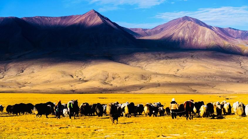青海都蘭百萬頭牛羊轉(zhuǎn)場(chǎng)至秋季牧場(chǎng)