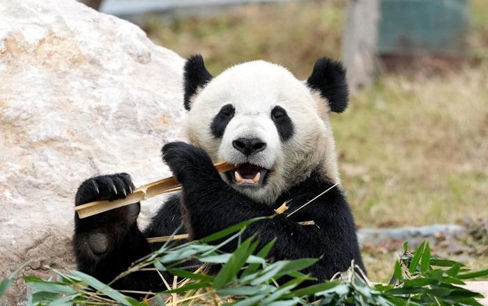 探訪四川綿陽(yáng)中華大熊貓?jiān)?>
     <p>探訪四川綿陽(yáng)中華大熊貓?jiān)?/p>
</a><a href=