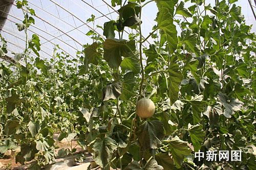 ������˹�����M(j��n)�ǽ����˻@�ӡ�������׌������ϡ����Ĳˡ����D��ʮ���B���l(xi��ng)�����(n��i)�ľGɫ�ЙC(j��)�߲���