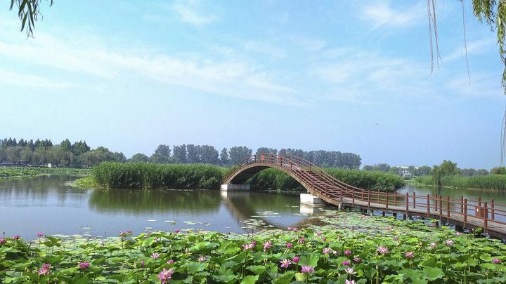 江山如此多嬌丨荷開(kāi)十里，不如泛舟白洋淀，和你……