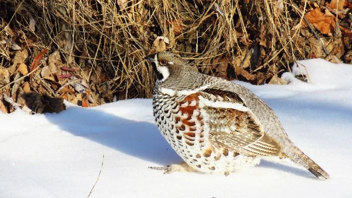 -30℃！花尾榛雞勇敢做客“中國(guó)冷極”
