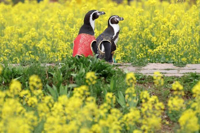 愜意！南京海底世界洪氏環(huán)企鵝戶外踏青“享”春光