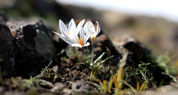 新疆察布查爾縣白番紅花提前半個(gè)月頂冰盛開