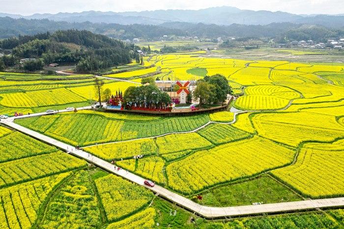 春日賞花季！湖南會(huì)同萬(wàn)畝油菜花田競(jìng)相綻放